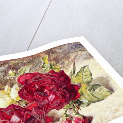 One White and Two Red Roses and Buds by Helen Cordelia Coleman Angell