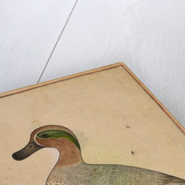 A Green-winged Teal, c.1730 by Indian School