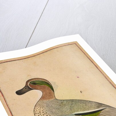 A Green-winged Teal, c.1730 by Indian School
