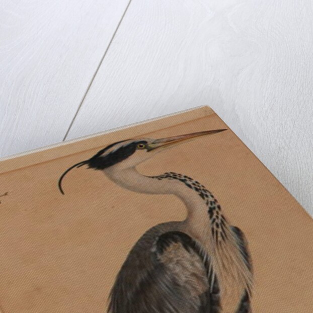 Grey heron by Indian School