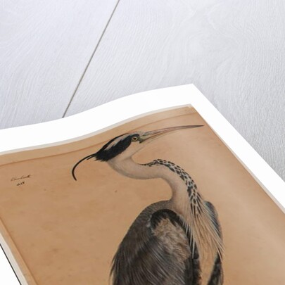 Grey heron by Indian School