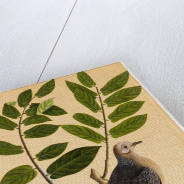 A Turtur by Indian School