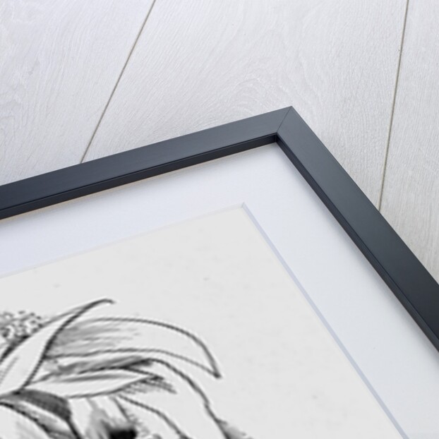 Aspidistra in a Bowl, 1950s by George Adamson