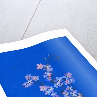 Forget-me-not, 1960s by George Adamson