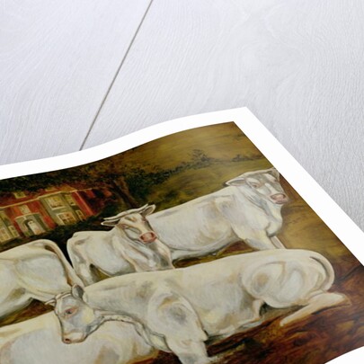 Charolais Bulls, Dippenhall, Farnham by Gareth Lloyd Ball