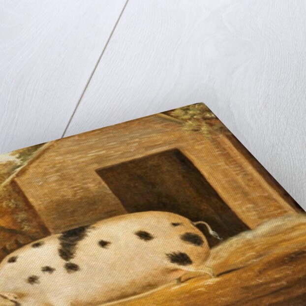 Gloucester Old Spot Pig, 1834 by John Miles of Northleach