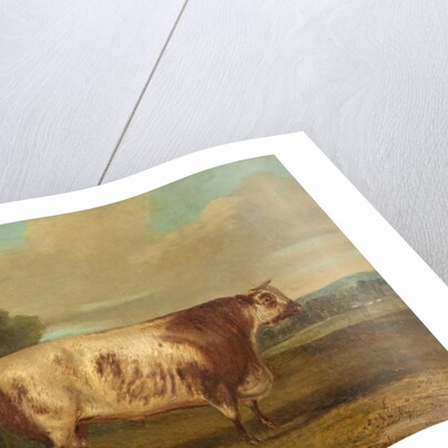 A Bull, 1862 by Richard Whitford