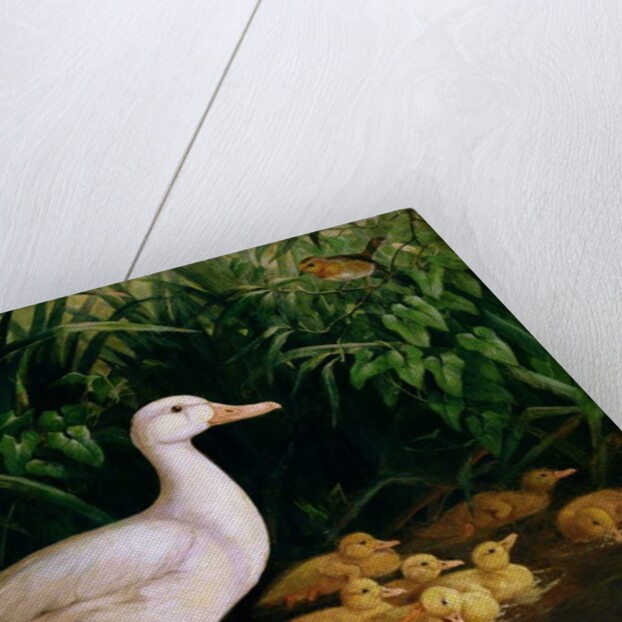 Duck and ducklings, c.1890 by English School