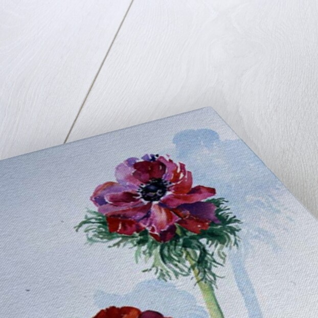 Anemone, 1998 by Izabella Godlewska de Aranda