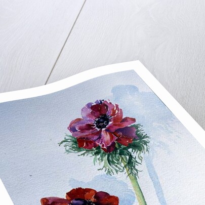 Anemone, 1998 by Izabella Godlewska de Aranda