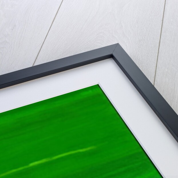 Kensington Gardens Series: My World of Green 4 by Izabella Godlewska de Aranda