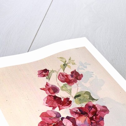 No.2 Bougainvillea Red by Izabella Godlewska de Aranda