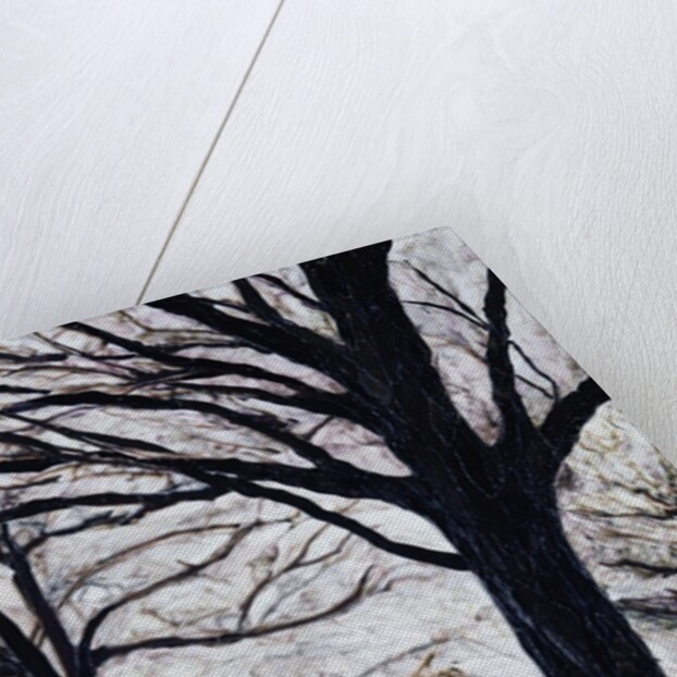 Winter Trees, Greenwich Park, 2004 by Ellen Golla