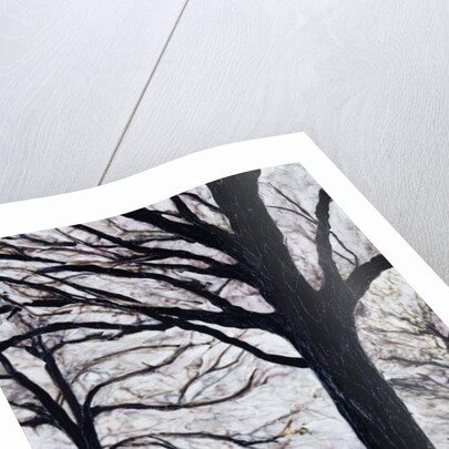 Winter Trees, Greenwich Park, 2004 by Ellen Golla