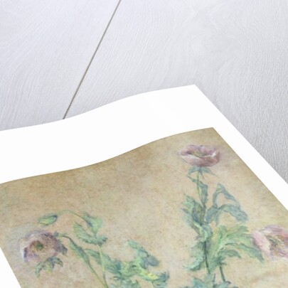 Purple Poppies by Claude Monet