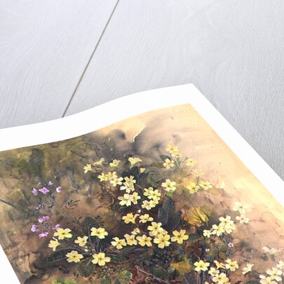 Primrose Bank by John Gubbins