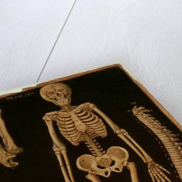 Ms Hunter 364 Table II Dissection, from Anatomical Tables, by John Banister by English School