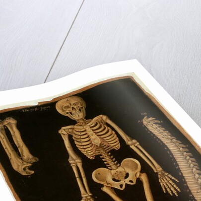 Ms Hunter 364 Table II Dissection, from Anatomical Tables, by John Banister by English School