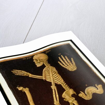Ms Hunter 364 Table III Dissection, from Anatomical Tables, by John Banister by English School