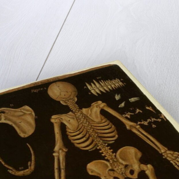 Ms Hunter 364 Table IV, from Anatomical Tables, by John Banister by English School