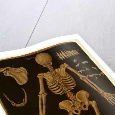 Ms Hunter 364 Table IV, from Anatomical Tables, by John Banister by English School