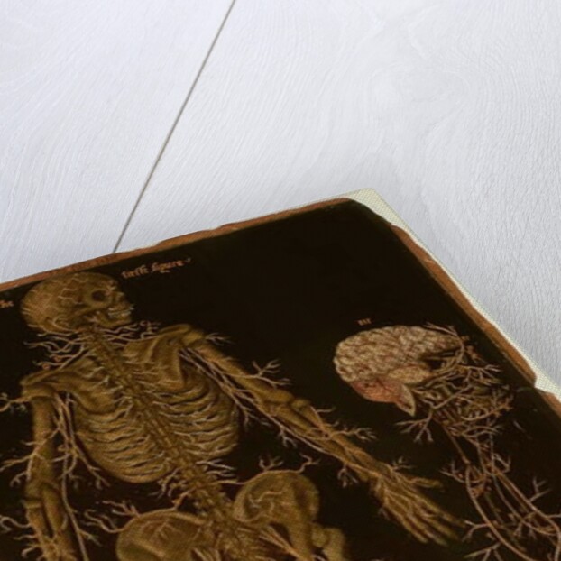 Ms Hunter 364 Table V Dissection, from Anatomical Tables, by John Banister by English School