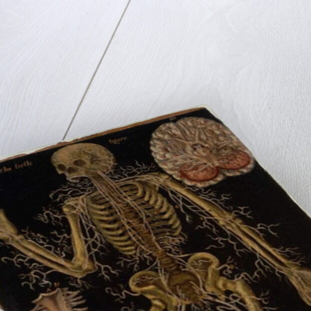 Ms Hunter 364 Table VI Dissection, from Anatomical Tables, by John Banister by English School