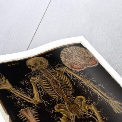 Ms Hunter 364 Table VI Dissection, from Anatomical Tables, by John Banister by English School