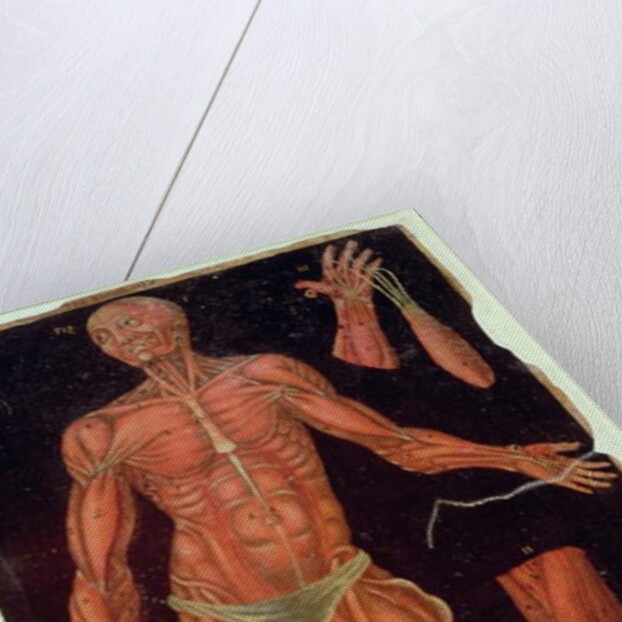 Ms Hunter 364 Table VII Dissection, from Anatomical Tables, by John Banister by English School