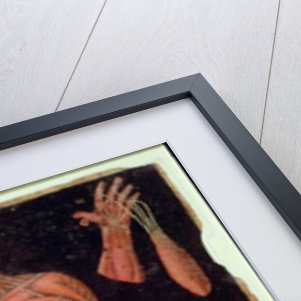 Ms Hunter 364 Table VII Dissection, from Anatomical Tables, by John Banister by English School