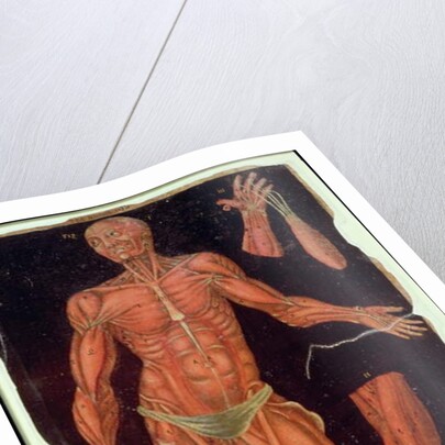 Ms Hunter 364 Table VII Dissection, from Anatomical Tables, by John Banister by English School