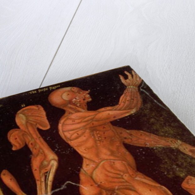 Ms Hunter 364 Table VIII Dissection by English School