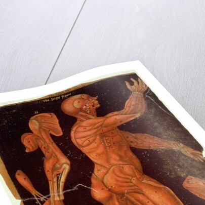 Ms Hunter 364 Table VIII Dissection by English School