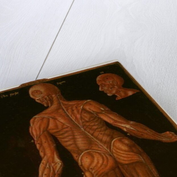 Ms Hunter 364 Table VIII Dissection, c.1170 by English School