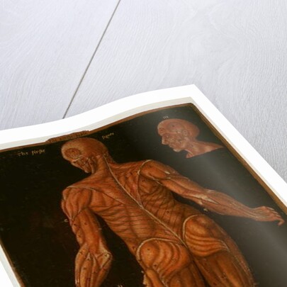 Ms Hunter 364 Table VIII Dissection, c.1170 by English School