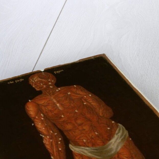 Ms Hunter 364 Table XI Dissection by English School