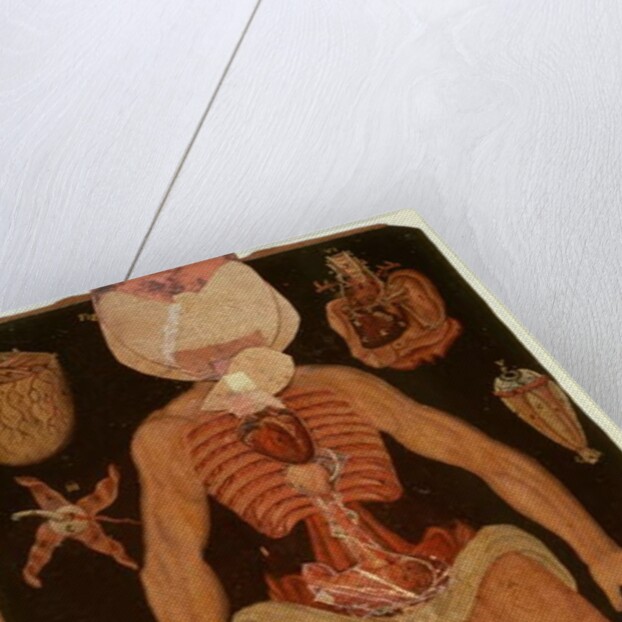Ms Hunter 364 Table XII Dissection from Anatomical Tables, by John Banister by English School