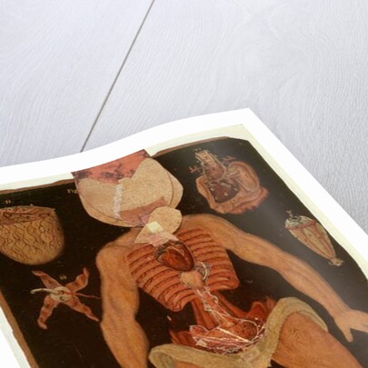 Ms Hunter 364 Table XII Dissection from Anatomical Tables, by John Banister by English School