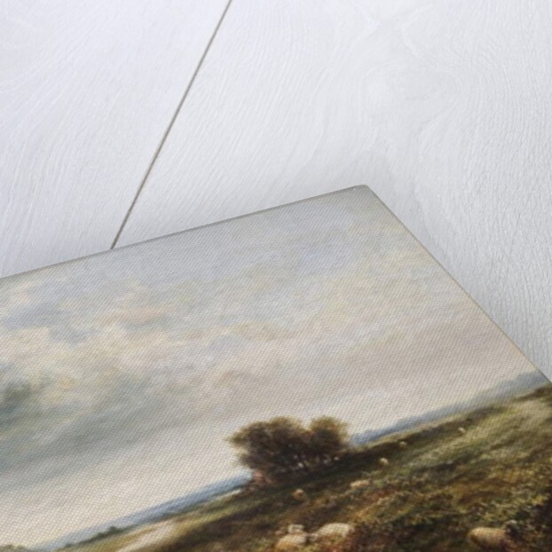 Sheep on a Common by T. K. Atkinson