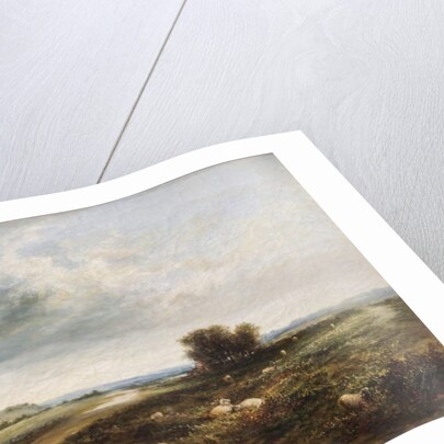 Sheep on a Common by T. K. Atkinson