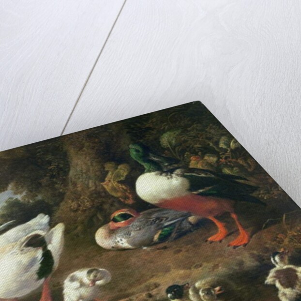 Farmyard ducks by Melchior de Hondecoeter