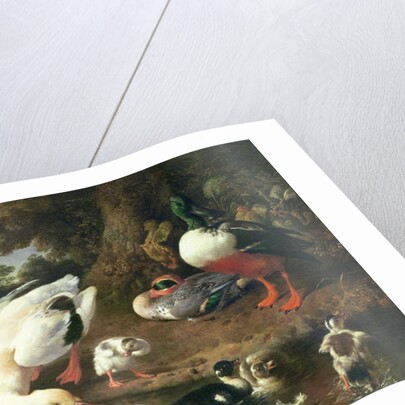 Farmyard ducks by Melchior de Hondecoeter