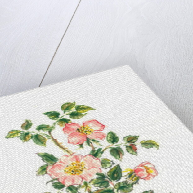 Dog Rose, 1980 by Nell Hill