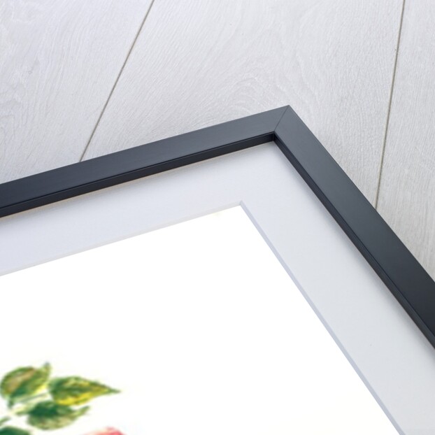 Dog Rose, 1980 by Nell Hill