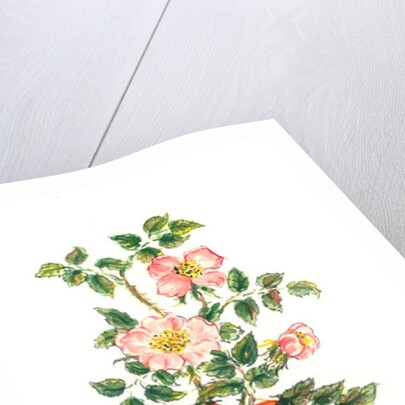 Dog Rose, 1980 by Nell Hill