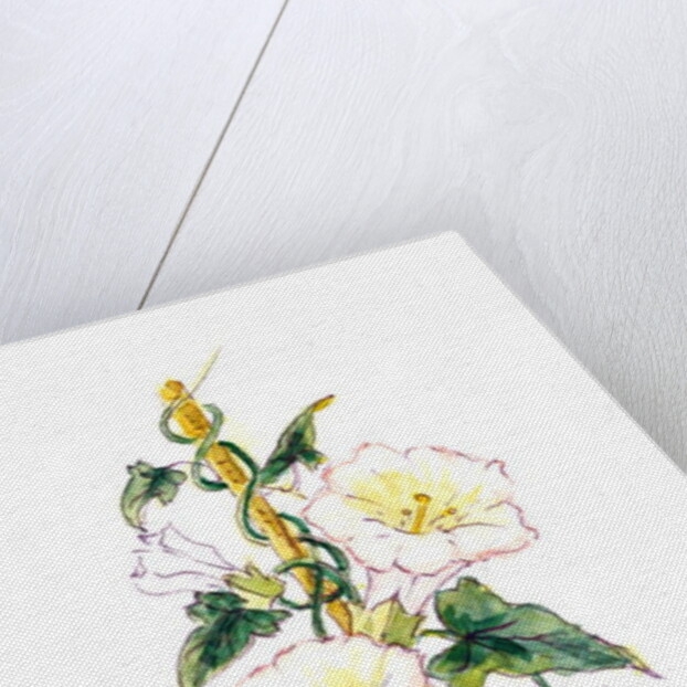 Convulvulous, 2001 by Nell Hill