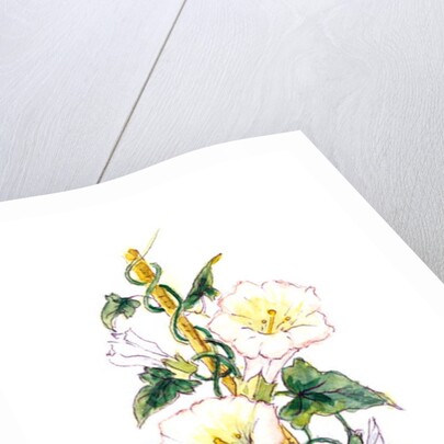 Convulvulous, 2001 by Nell Hill