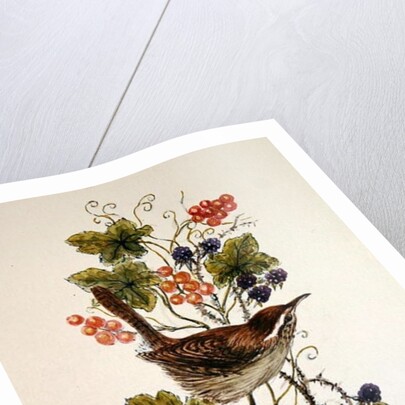 Wren on a spray of berries by Nell Hill