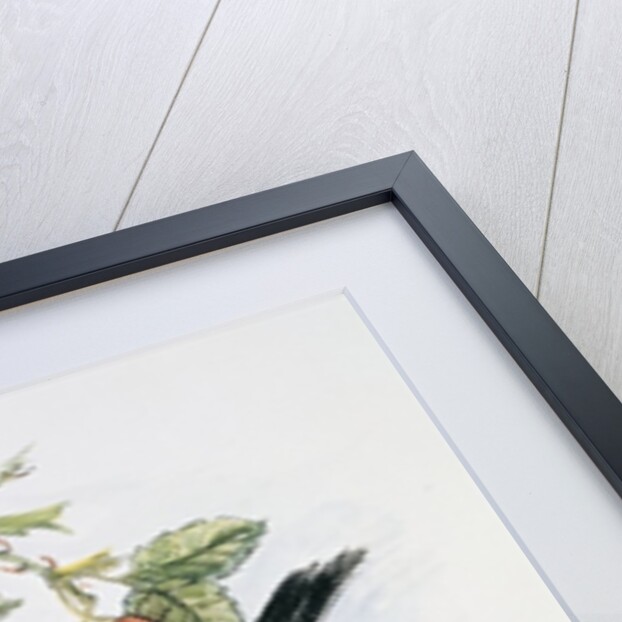 Long-tailed tit and rosehips by Nell Hill