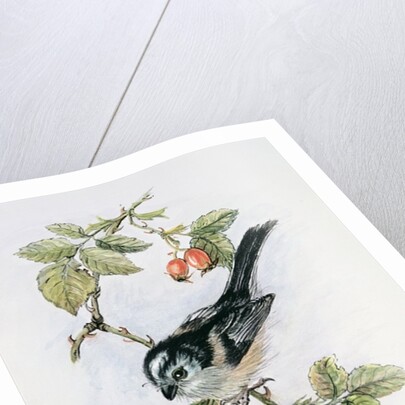Long-tailed tit and rosehips by Nell Hill